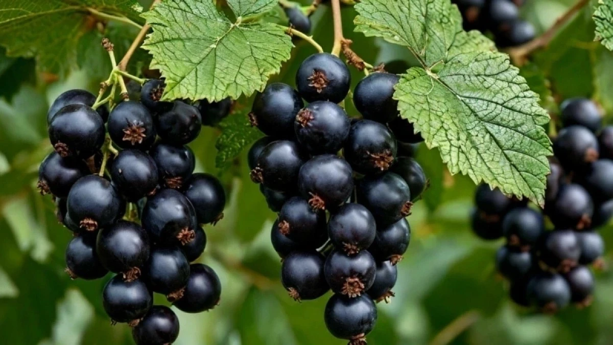 Czarna porzeczka jak wiśnia, a owoców mnóstwo: 4 tajne zasady od agronoma