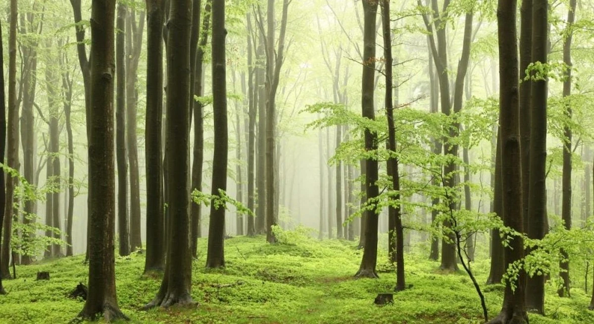 Sadzenie drzew dla klimatu wraca do nas. Naukowcy odkryli przykry sekret gleby