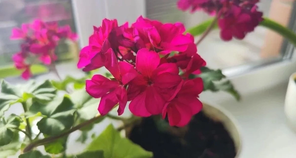 2 łyżki soku pod kwiat, a pelargonie zakwitną jak szalone: przepis, który zaskoczy