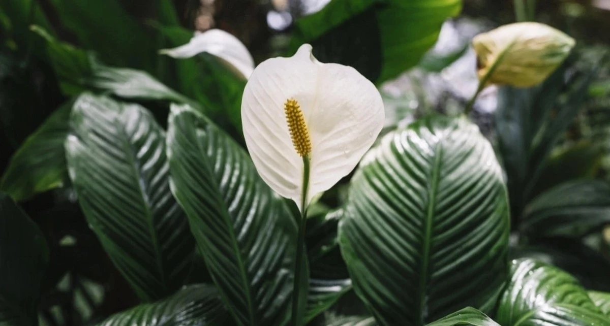 Sekret bujnego kwitnienia spathiphyllum: jak nawozić zimą