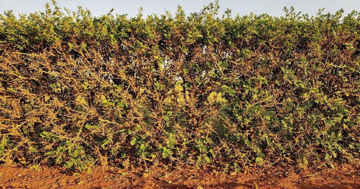 Żelazny Strażnik Twojego Domu: Drzewo, Które Chroni Przed Wiatrem i Daje Prywatność