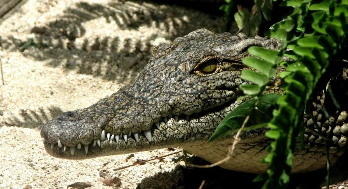 Crocodylus lucivenator: Praprzodek groźniejszy niż lew polował na naszych przodków