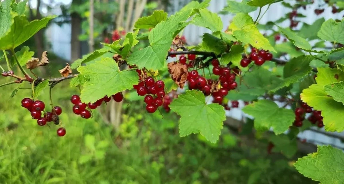 5 domowych sposobów na mszyce, które uratują Twój krzak czarnej porzeczki