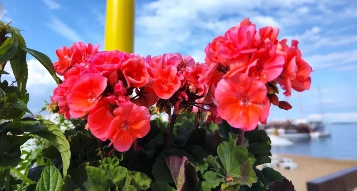 Dlaczego Twoje pelargonie nie kwitną? Sekretne nawożenie, które odmieni je na zawsze
