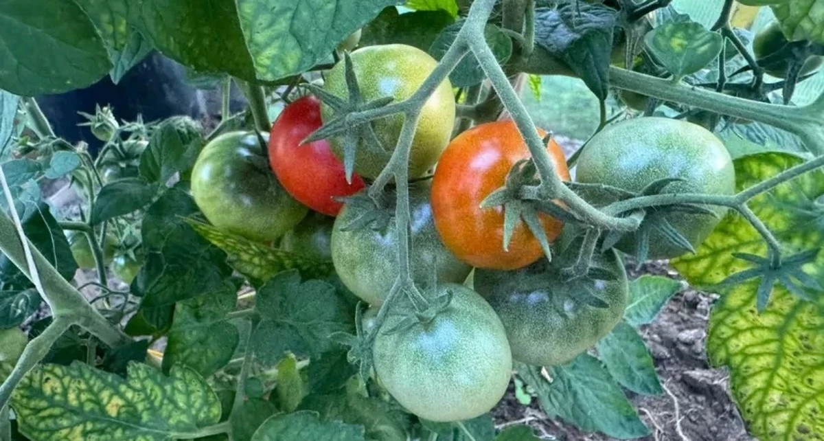 12 odmian pomidorów, które pokochasz: bez podpór, zbiory do 3 kg z krzaka