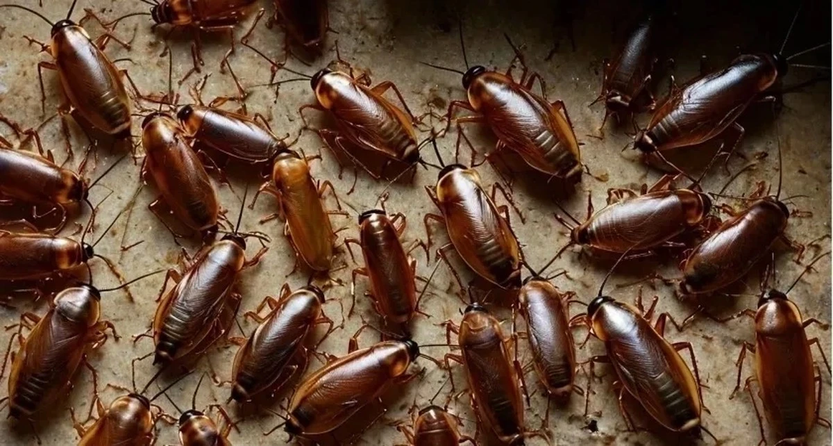 Tani środek z kuchennej półki, który pozwoli zapomnieć o karaluchach raz na zawsze