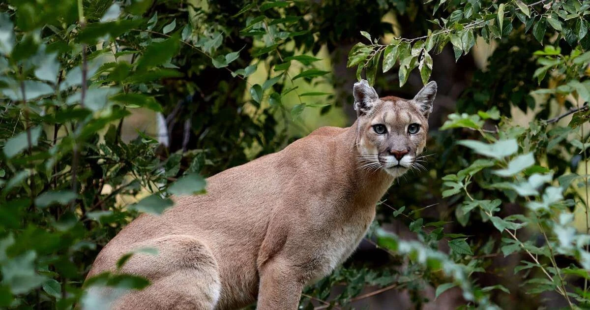 Puma: 10 niesamowitych faktów, o których istnieniu nie miałeś pojęcia