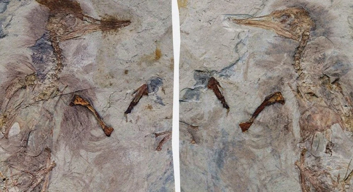 Co kryło się w gardle przedziwnego dinozaura? Ponad 800 kamieni i zagadka śmierci