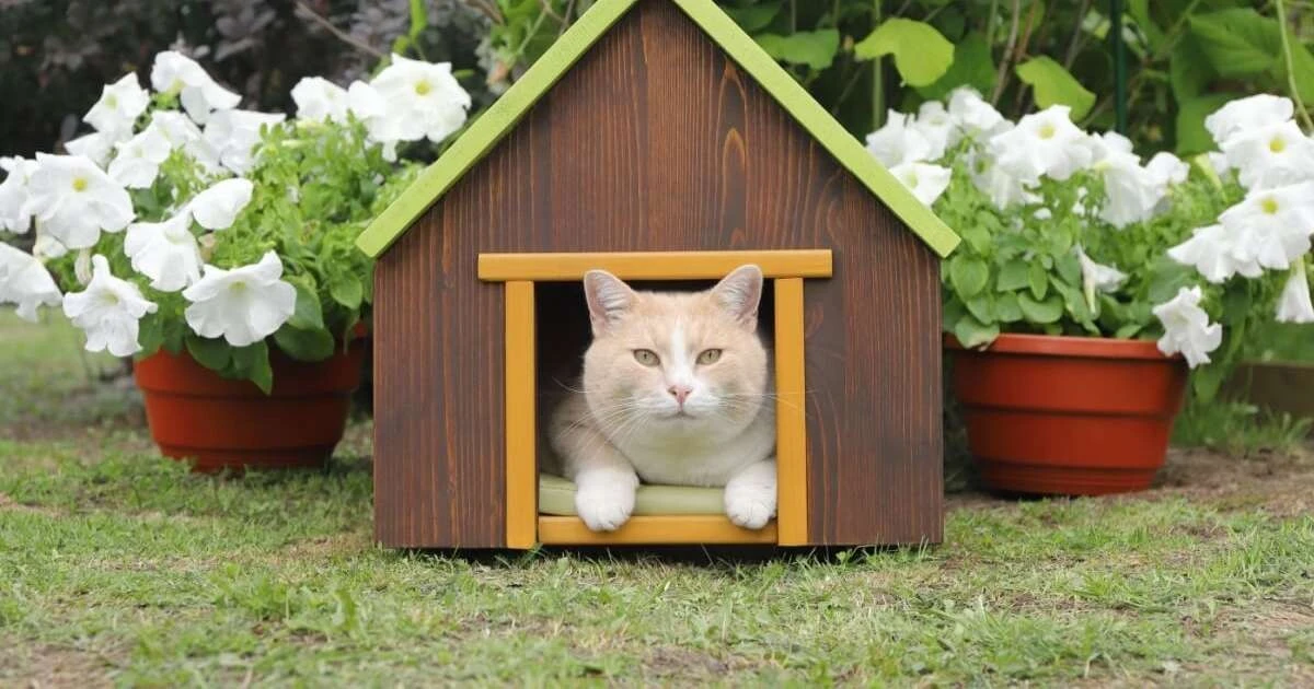 7 zaskakujących różnic między kotem z kanapy a groźnym kotem z dżungli