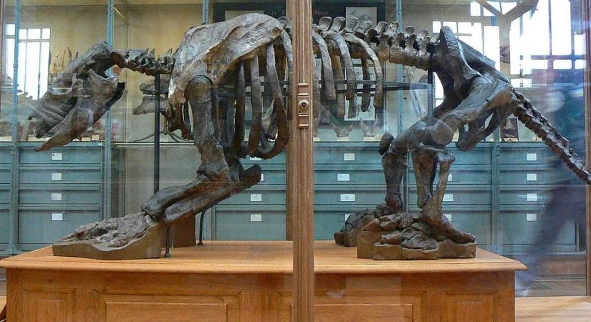 Tajemnica płynu Darwina: jak naukowcy rozszyfrowali wiekowy sekret przechowywania okazów