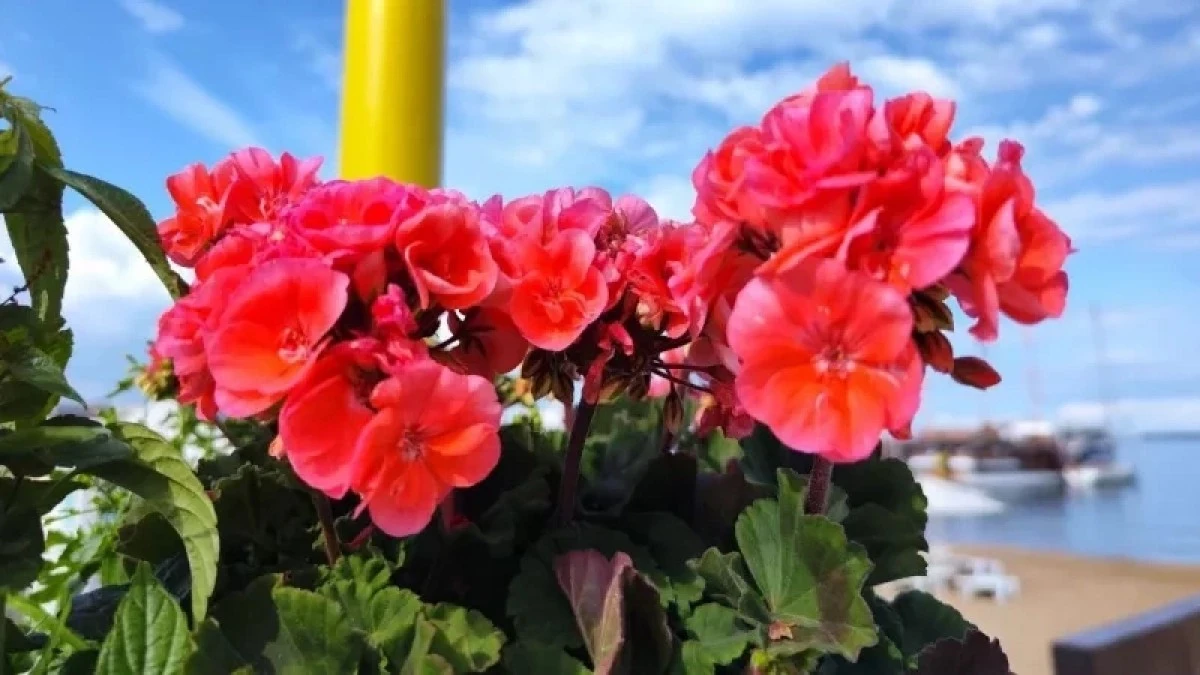 Domowy sposób na bujne kwitnienie pelargonii – wystarczy szklanka!