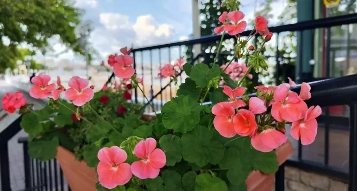 Sekret geranium kwitnących wiosną: domowy nawóz jak ze specjalistycznego sklepu