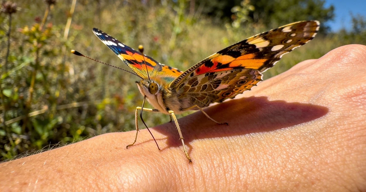 Dlaczego motyl usiadł Ci na dłoni? To nie przypadek, a nauka.