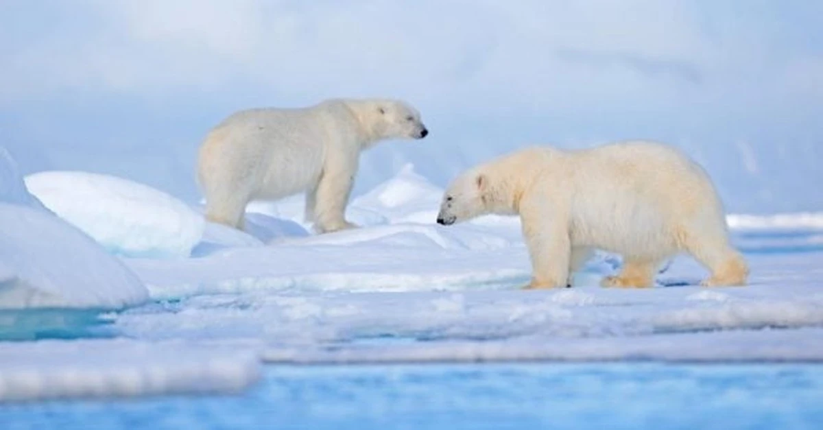 Niespodziewana zmiana na Spitsbergenie: Niedźwiedzie polarne tyją, a naukowcy są zdumieni