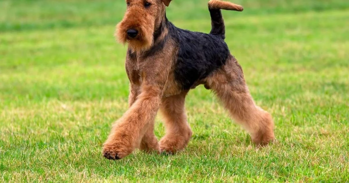 7 ras psów rasy terrier, które naładują Cię energią