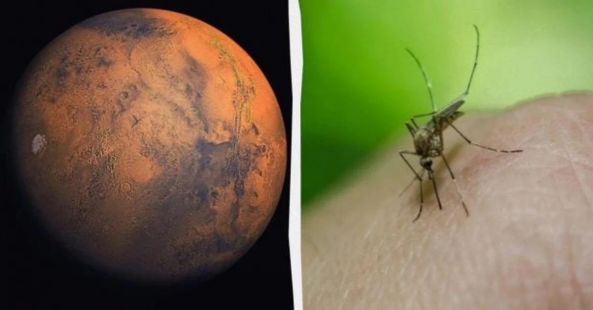 Dowody na Marsie? Zdjęcia łazików NASA ukazują formy życia podobne do owadów i gadów