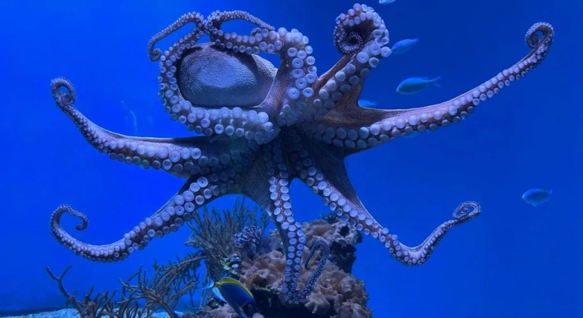 Niezwykła matka. Ośmiornica strzegła swoich dzieci przez 4,5 roku na dnie oceanu