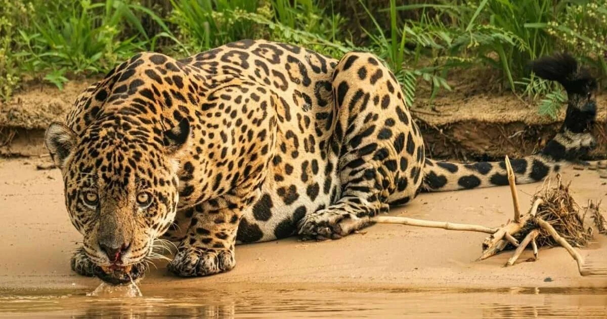 Siedem subtelnych różnic między lampartem a jaguarem, których możesz nie znać