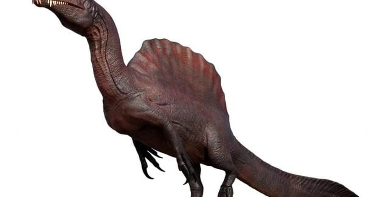 Spinozaur: gigantyczny żagiel budził kontrowersje. Teraz wiemy, do czego służył.