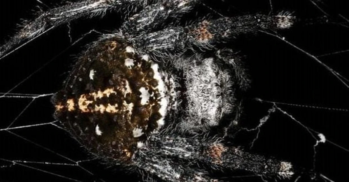 Pająk Darwina tworzy sieć mocniejszą niż kevlar. Jego rekordowa konstrukcja zadziwia