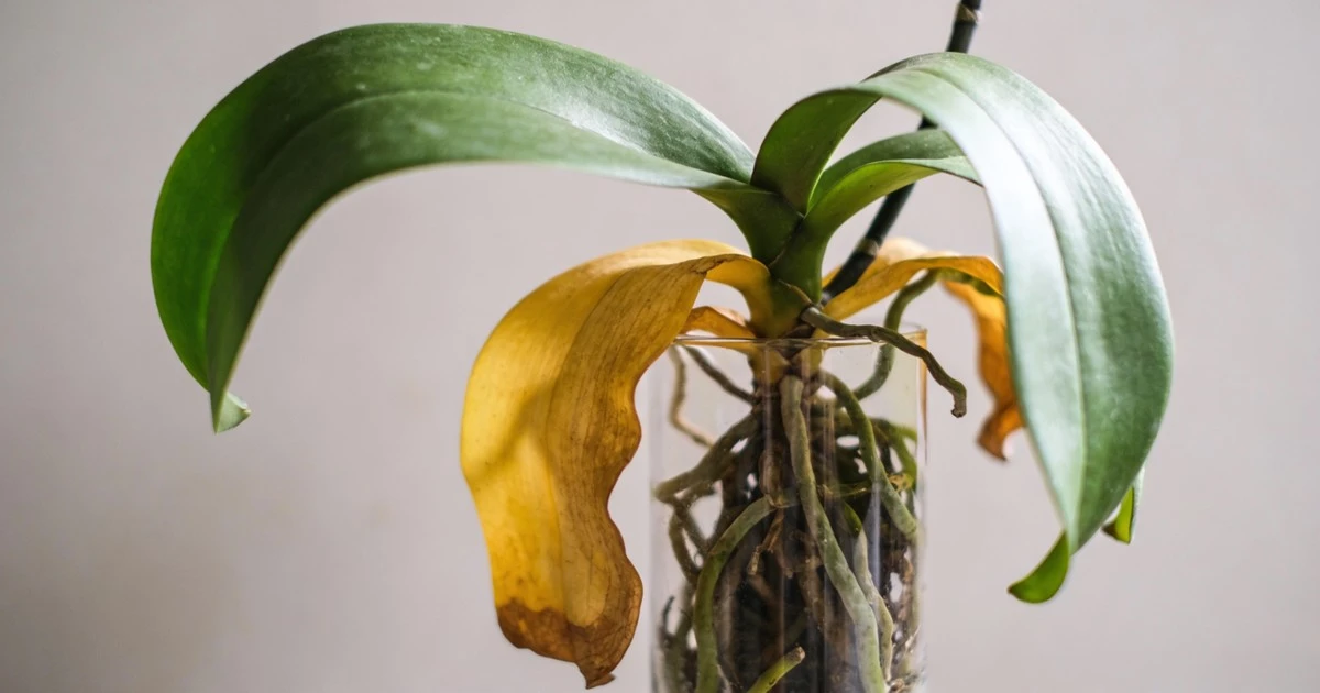 Dlaczego liście twojej orchidei żółkną? Sekret, który zdradzają Ci rośliny