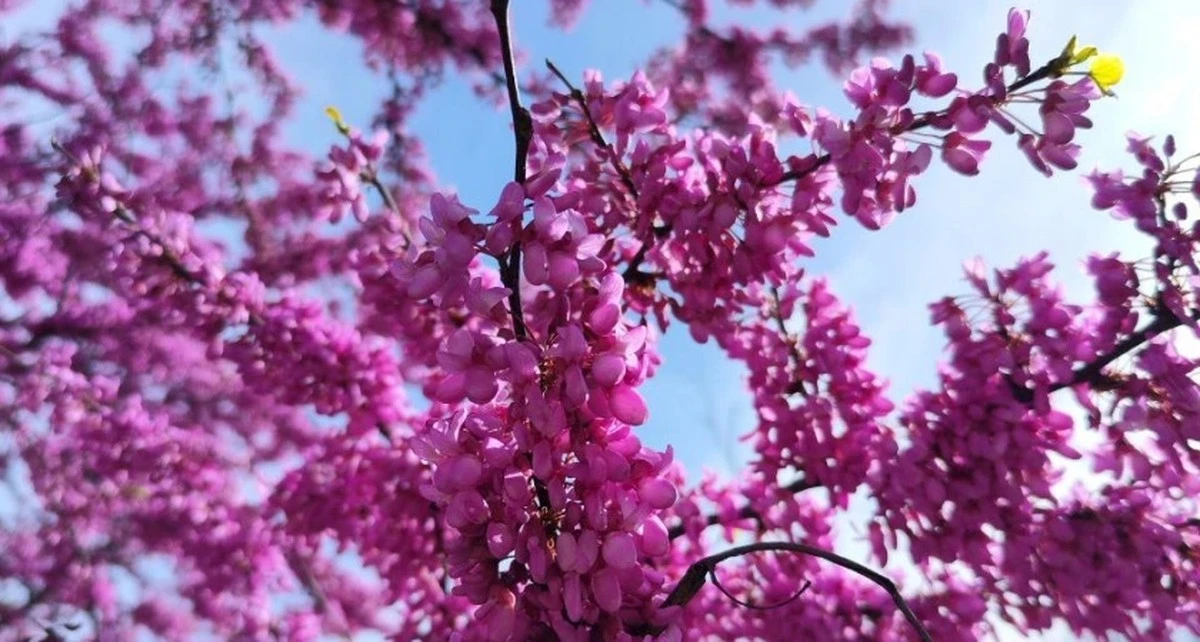 Cercis 'Pink Charm': sekret japońskiego krzewu, który przyćmił bez i kwitnie aż do jesieni