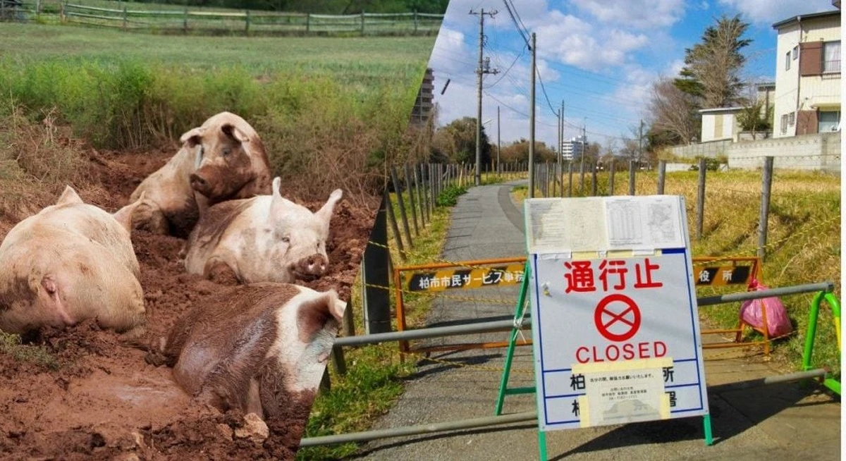 Jak hybrydy świń i dzików zapanowały nad Strefą Wykluczenia z Fukushimy