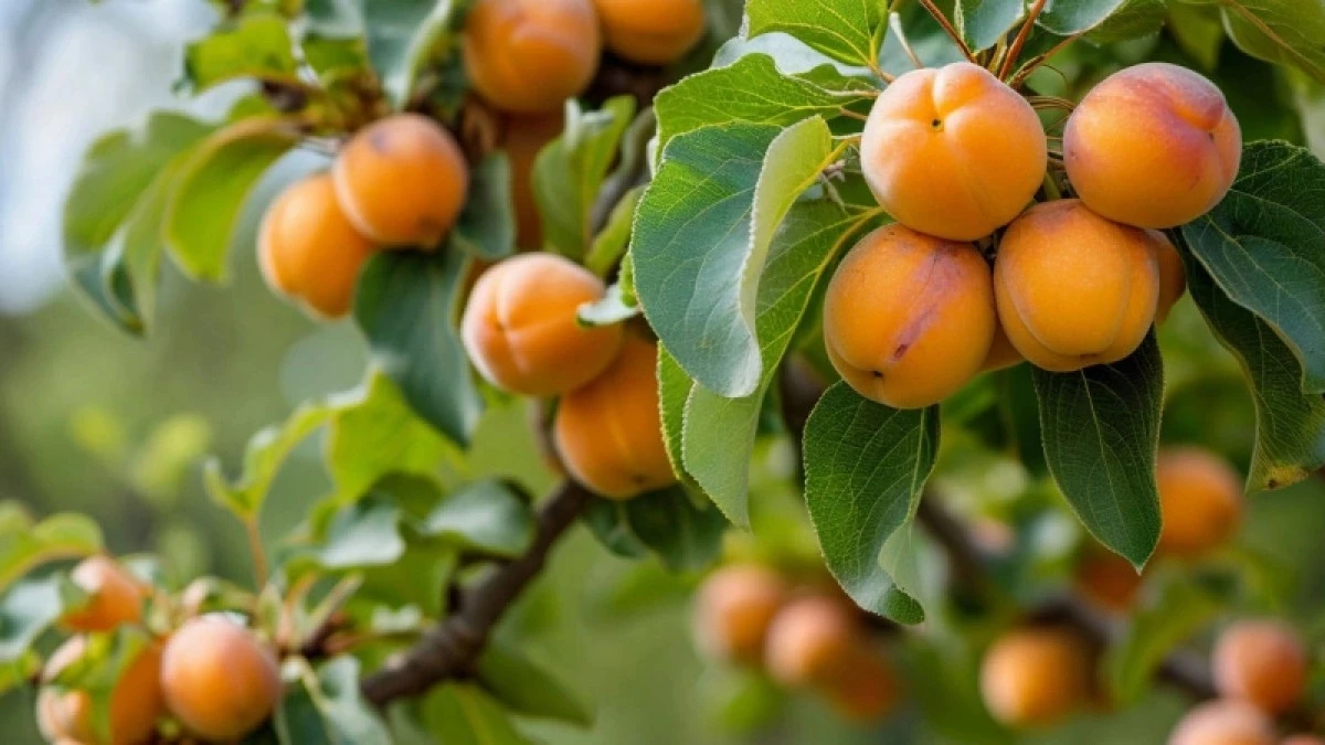 Jak wiosną przygotować ziemię wokół drzewa, by uzyskać owoce większe niż jabłka i słodsze od mango