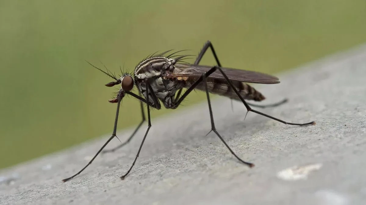 Zapach jak z raju, a komary uciekają: jak pozbyć się owadów bez chemii
