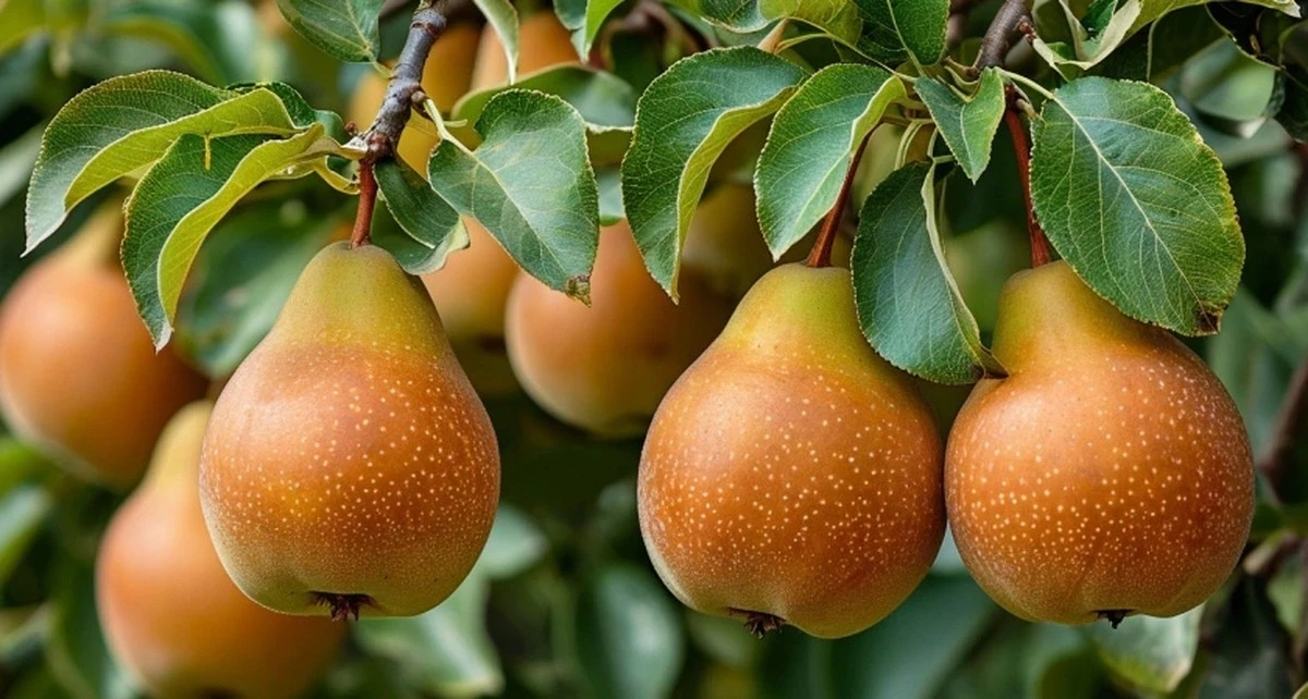 200g pod drzewo gruszy – słodsze i soczystsze owoce dzięki tej prostej sztuczce po roztopach